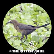 Boat-tailed Grackle - Gulf Coast