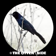 Boat-tailed Grackle - Gulf Coast