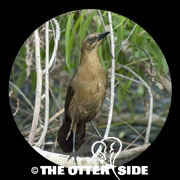 Boat-tailed Grackle - Gulf Coast