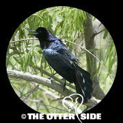 Boat-tailed Grackle - Gulf Coast