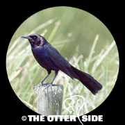 Boat-tailed Grackle - Gulf Coast