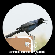Boat-tailed Grackle - Gulf Coast