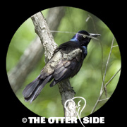 Common (Bronzed) Grackle