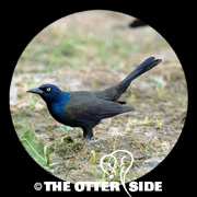 Common (Bronzed) Grackle