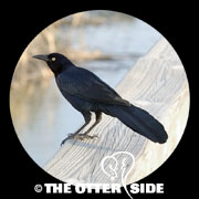 Great-tailed Grackle