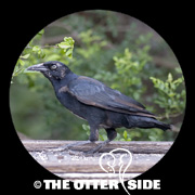 Great-tailed Grackle