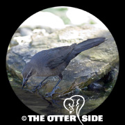 Great-tailed Grackle