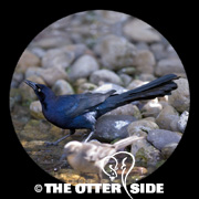 Great-tailed Grackle