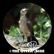 Great-tailed Grackle