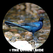 Great-tailed Grackle