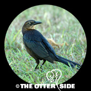 Great-tailed Grackle