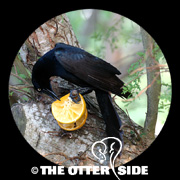 Great-tailed Grackle