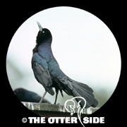 Boat-tailed Grackle - Atlantic