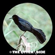 Boat-tailed Grackle - Gulf Coast