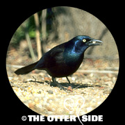 Common (Purple) Grackle