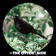 Common (Purple) Grackle