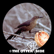 Great-tailed Grackle