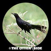 Great-tailed Grackle