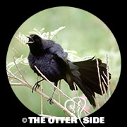 Great-tailed Grackle
