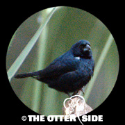Blue-black Grassquit