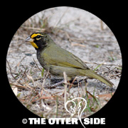 Yellow-faced Grassquit