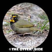 Yellow-faced Grassquit