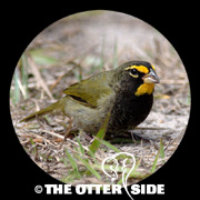 Yellow-faced Grassquit