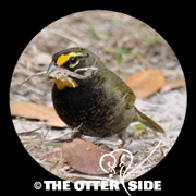 Yellow-faced Grassquit