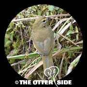 Yellow-faced Grassquit