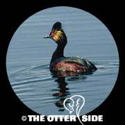 Eared Grebe