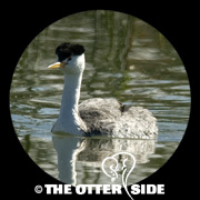 Clark's Grebe