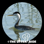 Clark's Grebe