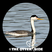 Clark's Grebe