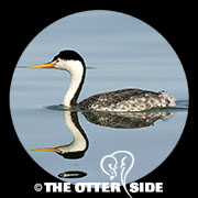 Clark's Grebe