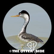 Clark's Grebe