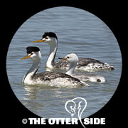 Clark's Grebe