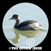 Eared Grebe