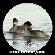 Eared Grebe