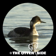 Eared Grebe