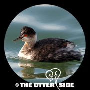 Eared Grebe