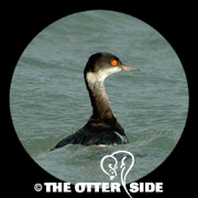Eared Grebe
