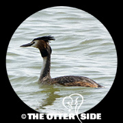 Great Crested Grebe