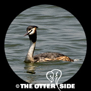 Great Crested Grebe
