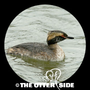 Horned Grebe