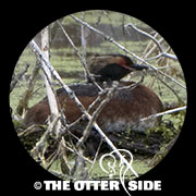 Horned Grebe