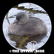 Least Grebe