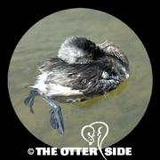 Least Grebe