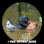 Least Grebe