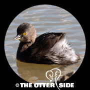 Least Grebe