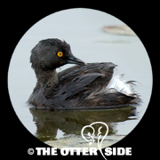 Least Grebe